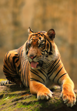 llbwwb:  (via 500px / Tiger by Prabu dennaga)