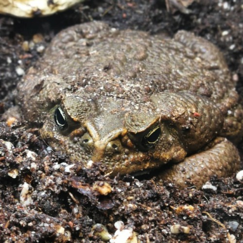 A portrait of me #toad #canetoad #animals #amphibians #tallinnzoo #tallinnaloomaaed #kärnkonn #