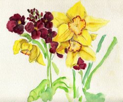 havekat: Daffodils and WallflowersWatercolor and Chinese Ink On Paper2017, 12&quot;x 9&quot;Narcissus and Erysimum On Etsy 