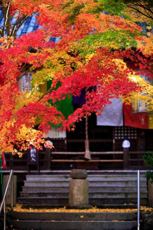 Autumn leaves viewing (Kôyô) at Shinshōgokuraku-ji, Imakumano Kannonji and Kuwayama Shrine, by Prado