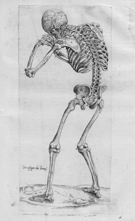 Anatomical Study (1551 / Ink on paper) - Andreas Vesalius