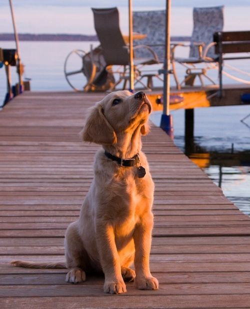 XXX aplacetolovedogs:  Dock doggie photo