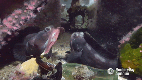 montereybayaquarium:Yawn-off! We got ourselves a yawn-off everyone! Male sarcastic fringeheads use t