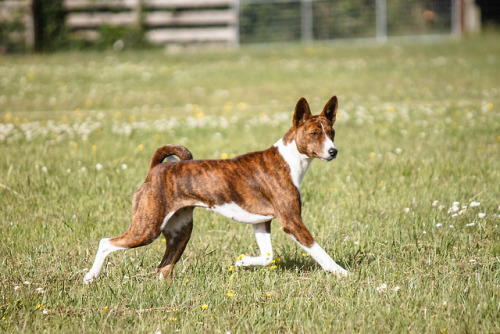 mostlyvoidpartiallydogs: this basenji was highly suspicious of the lure LCKC fun run July &lsqu