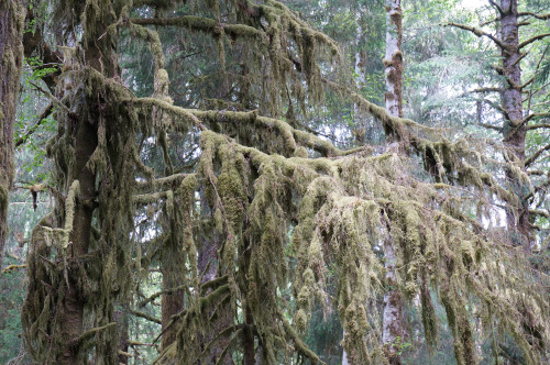pacificnorthwestdoodles:vampirefinch:tepuitrouble:Hoh rainforest, Washington State.Ah, one day we&rs