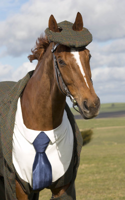 gq:  Look at This Horse In a Suit Just look