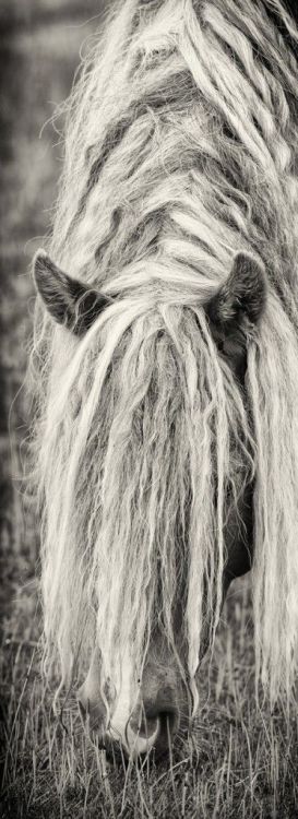 myviewfromsomewhere:(via Pin by Shabby Cottage Studio- Gail Schmidt on Animal Love | Pinterest)