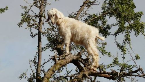 mothernaturenetwork:  Goats really can climb treesNo, your eyes aren’t deceiving you. These goats are balancing themselves on thin tree branches.  I’m pretty sure it’s a goat tree and that dude just picked one