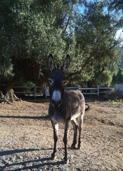 Found this little guy hanging out on the way into the shoot this morning 🐴 #freerangeburrow