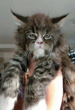 retrowar:  Super cat! 
