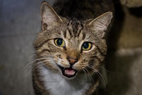 goofysheltercats: CIRK Tabby - Brown Mix • Special Needs • Adult • Male • Large • CSRA Humane Societ