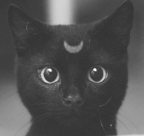 ishguevara:  Omg so cute