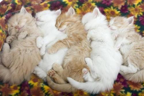 Kittens Napping