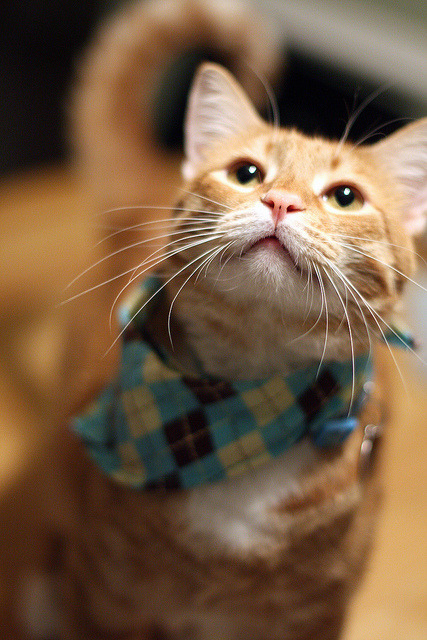 kittiesntitties.tumblr.com/post/68734227467/