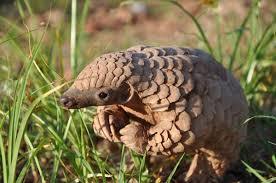 blackbearvevo:shoutout to pangolins for being the cutest motherfuckers out there