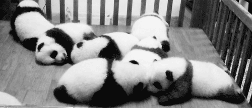 Giant Panda Photos