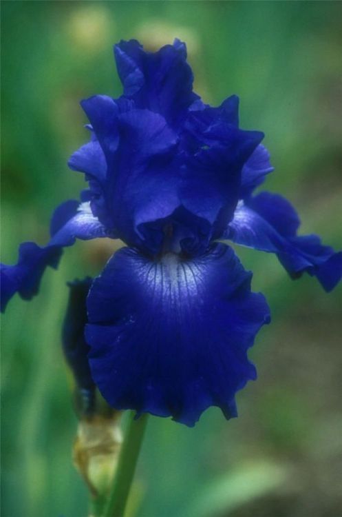 blue flower