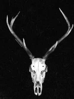 roadkillandcrows:  Red deer skull. 
