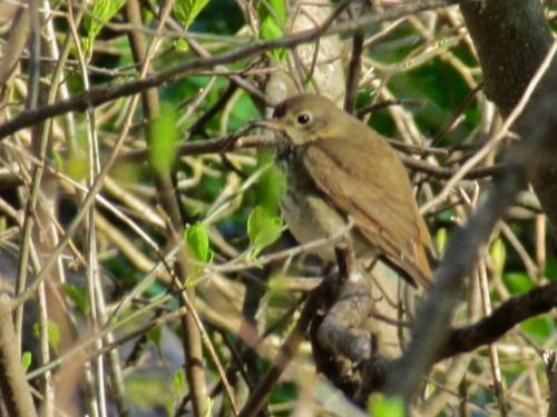 I’ve been going out to this one spot for a couple weeks because I always see hermit thrushes there i