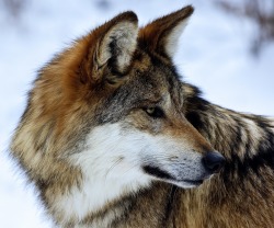 beautiful-wildlife:  Wolf by Mark Altmeyer