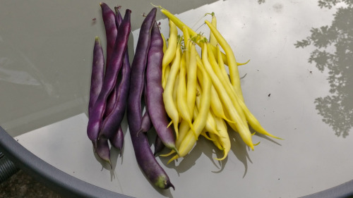 Love How Purple My Runner Beans Are. First Ones I've Picked This Year And Plenty More On The Vine =)