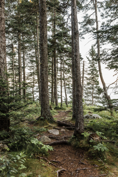 Acadia National Park, July 2017By Kelly Smith