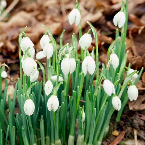 Snowdrops.