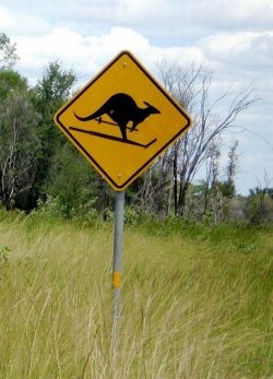 ipostfun:  skating kangaroo 