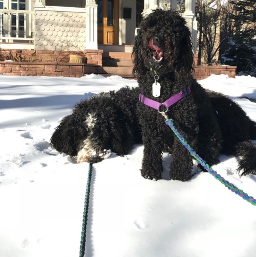 meenu-the-soot-sprite:Meenu making faces while Gussie rests