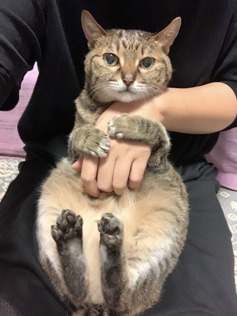 cuteanimals-only:  this is my human -