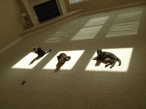 cutecatsaww:  Follow For Cute Cats Everyday 
