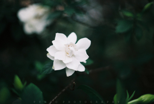 Gardenia - photo taken by me. Using Canon AE-1, 50mm f1.4 S.S.C lens. Film: Fujicolor C200 For more,
