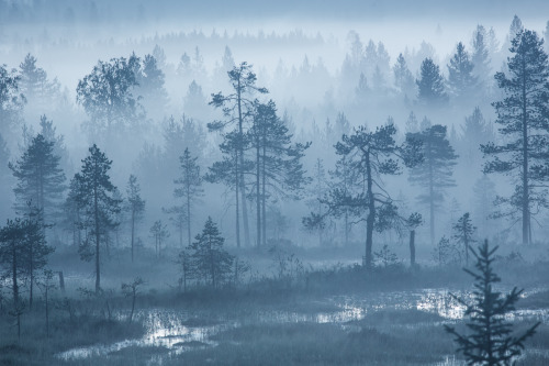 tiinatormanenphotography:Into the woods. Southern Lapland, Finland. by Tiina Törmänen