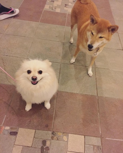 雲のメロタン見つけ Found Mello the cloud! #柴 #柴犬 #赤柴 #shiba #shibaken #shibainu