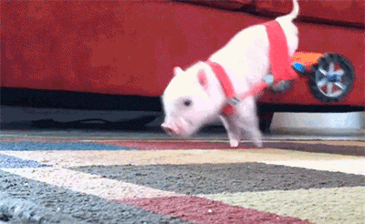 huffingtonpost:   These animals got a second chance at life, thanks to science. 
