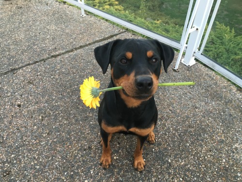 meemappreciationblog:Puppy looks so pure because they’re thinking of @browngirl