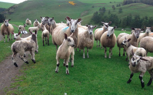 Busy morning in the Leicester field. 