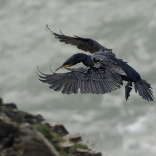 A windswept cormorant coming in to land at Pentire, Cornwall. #nationaltrust