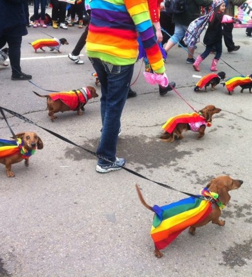 seashellesbians:gay dogs at pride parades being gay