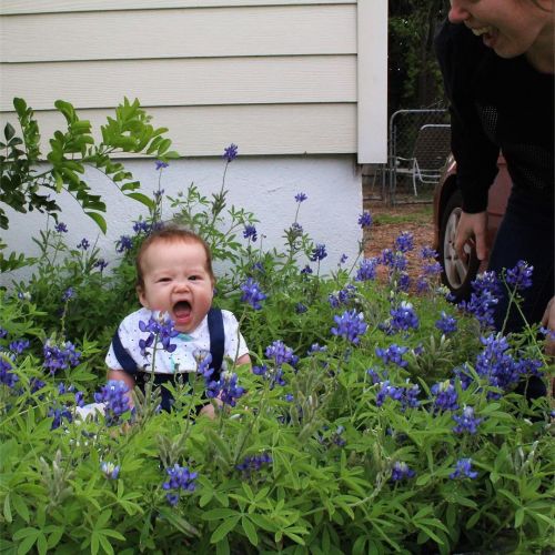 Three years ago I planted bluebonnet seeds especially for this moment today.