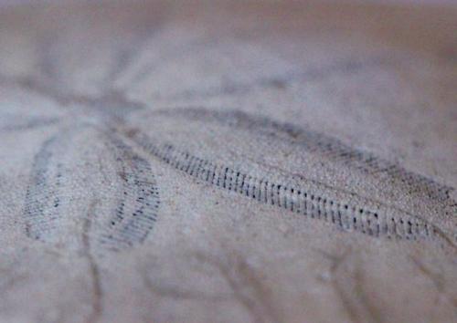 Texture on an old sand dollar [4096x2898][OC]