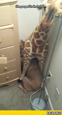 advice-animal:  Than Moment When You Know You’re Guilty So You Hide Under A Giraffehttp://advice-animal.tumblr.com/