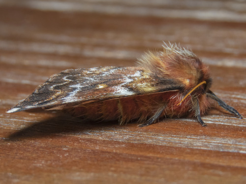 Male Chilean Silkmoths, Ormiscodes Schmidtnielseni, Saturniidae