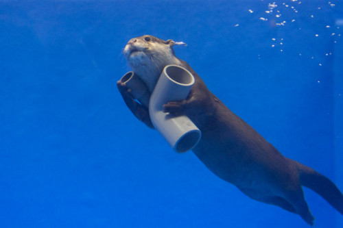 dailyotter:Otter Swims Away with His New Pipe ToyThanks, Manbou!
