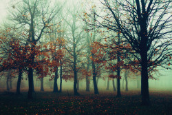 dailyautumn:  The spirit of the woods by iNeedChemicalX