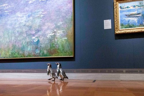 urhajos:Penguins of Kansas City Zoo get a private tour in the Nelson-Atkins Museum