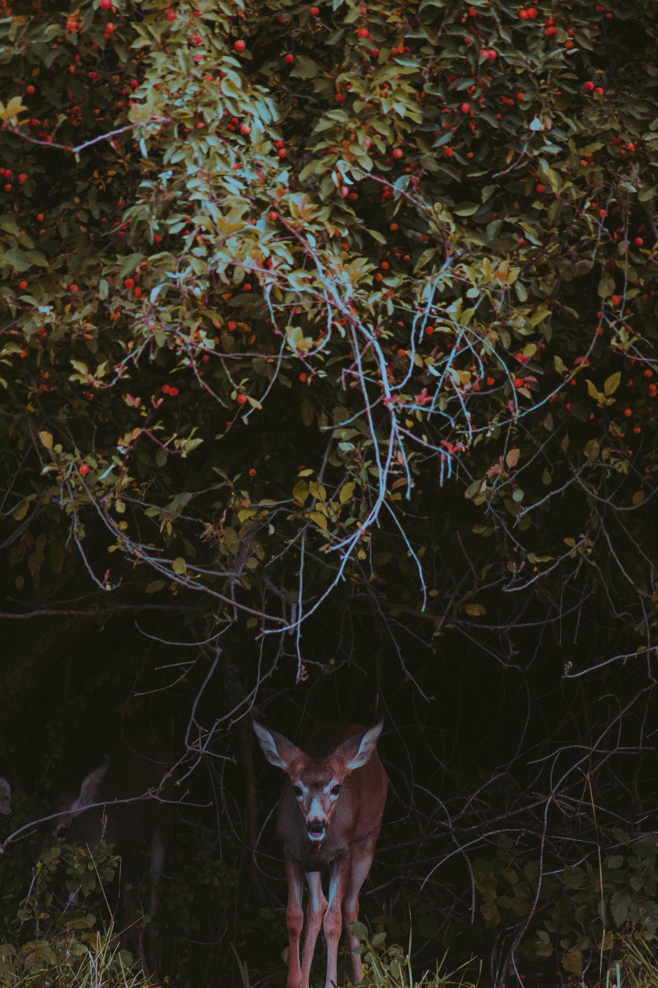 Ponderation