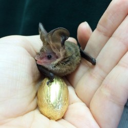 instagram:  Nursing Bats Back to Health with