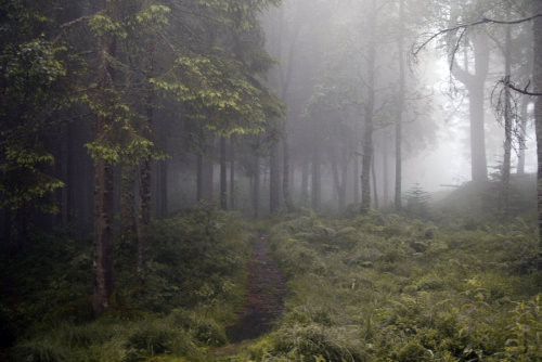 nordravn: Misty Forest Stock V by ~Angband
