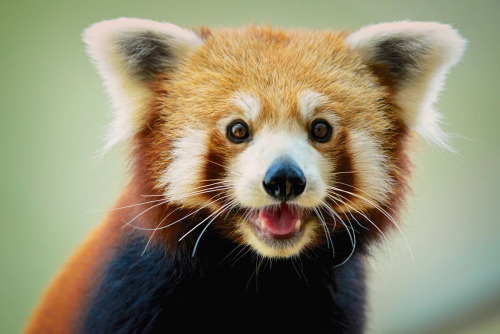 get red panda’d